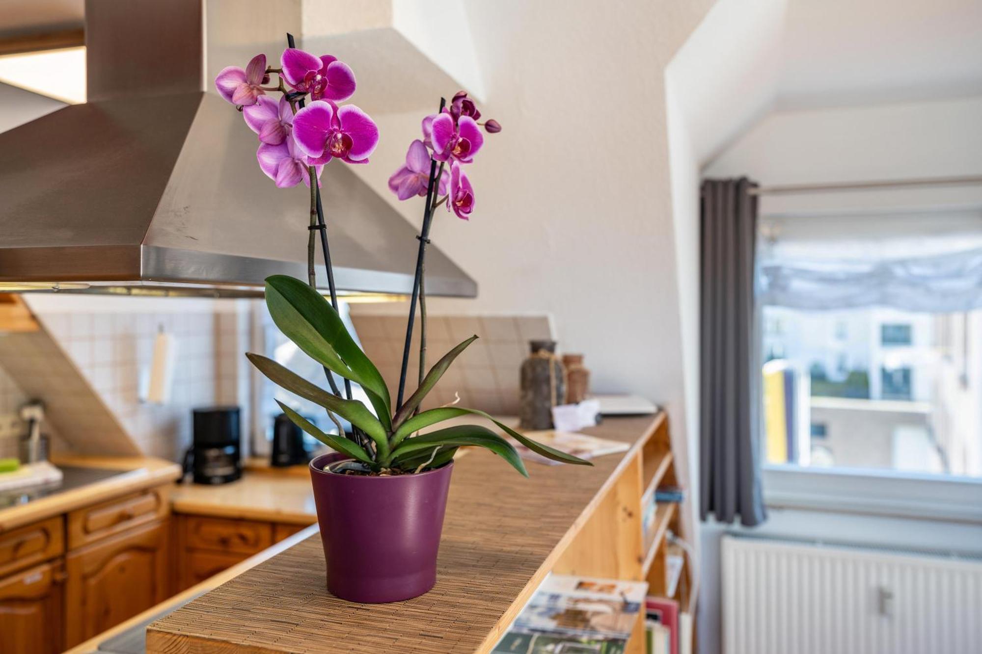 Appartement Schwarzwaldnest à Bad Wildbad Extérieur photo